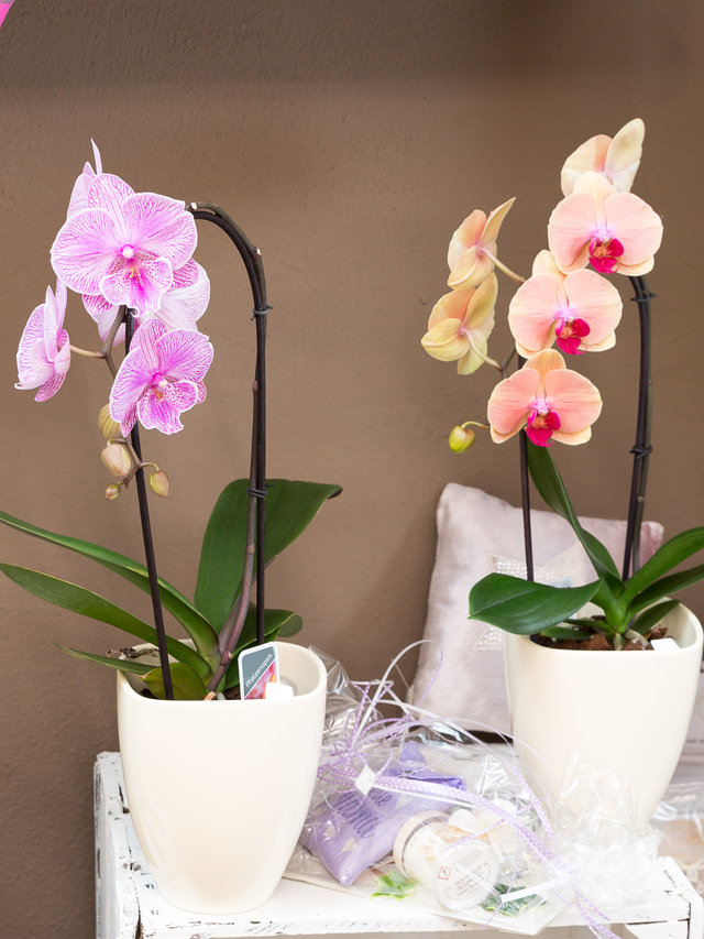 orchidee-geht-immer