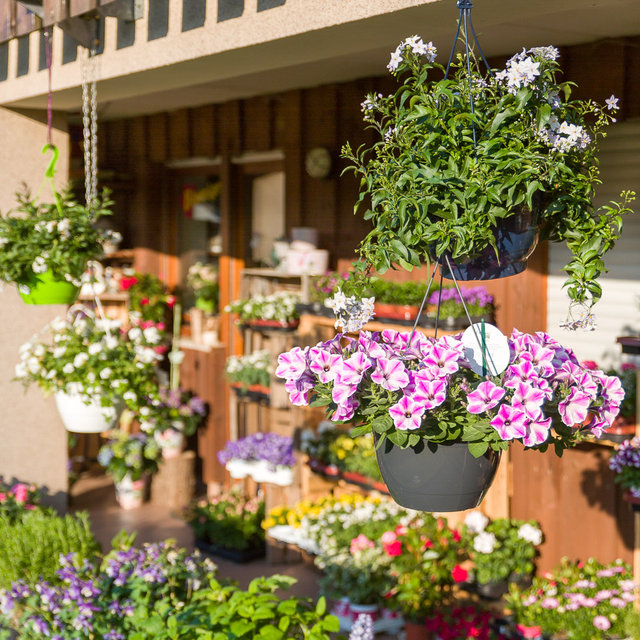Saisonpflanzen für Garten und Balkon
