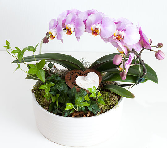 dekorierte Orchidee im Keramiktopf