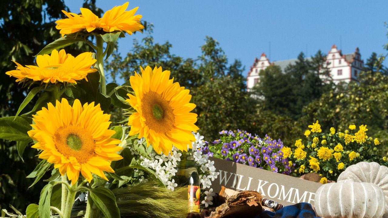 die strahlende Sonnenblume
